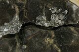 Septarian Dragon Egg Geode - Black Crystals #172805-3